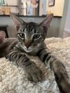 Gizmo photo 1