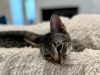 Gizmo photo 2
