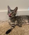 Gizmo photo 3