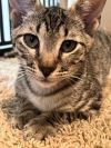 Gizmo photo 5