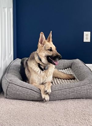 Queenie 6888, Adult Female German Shepherd Dog