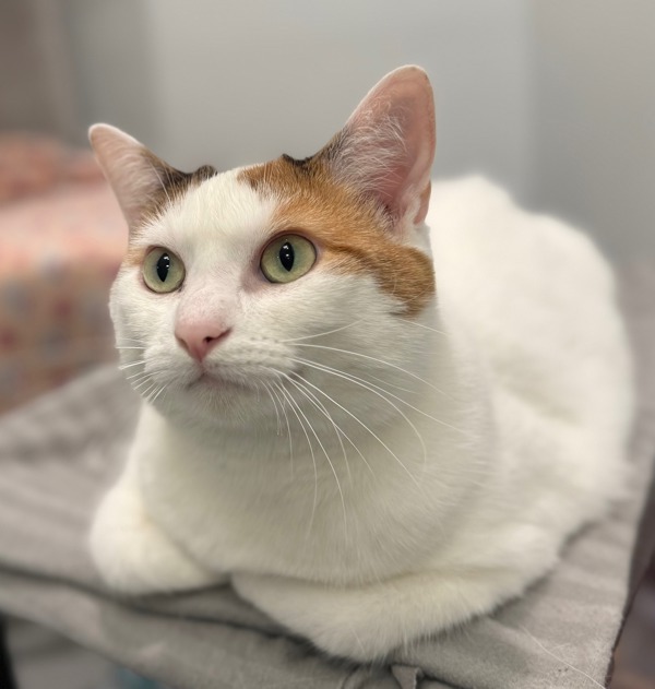 Blanca, an adoptable Domestic Short Hair in Sheboygan, WI, 53083 | Photo Image 1