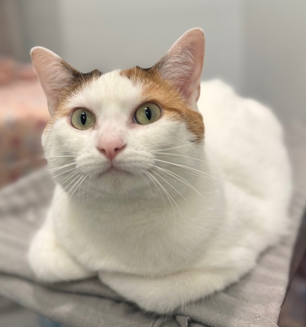 Blanca, an adoptable Domestic Short Hair in Sheboygan, WI, 53083 | Photo Image 2