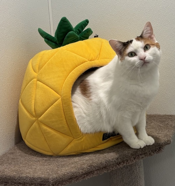 Blanca, an adoptable Domestic Short Hair in Sheboygan, WI, 53083 | Photo Image 3