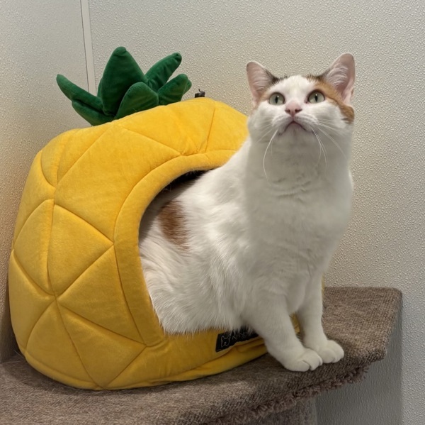 Blanca, an adoptable Domestic Short Hair in Sheboygan, WI, 53083 | Photo Image 4