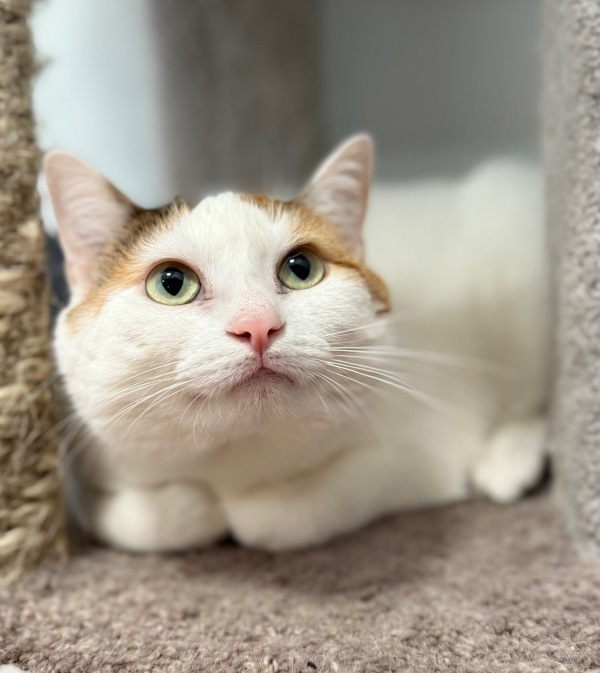 Blanca, an adoptable Domestic Short Hair in Sheboygan, WI, 53083 | Photo Image 5