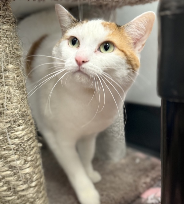 Blanca, an adoptable Domestic Short Hair in Sheboygan, WI, 53083 | Photo Image 6