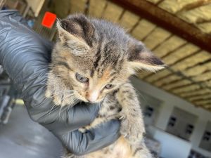 NICO, Baby Male American Shorthair