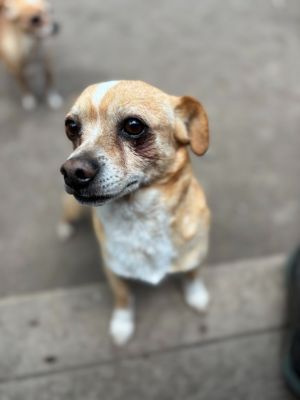 Wilson, Adult Male Chihuahua