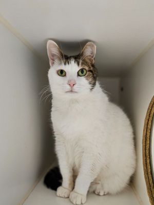 Butternut (beechnut), Adult Female Domestic Short Hair