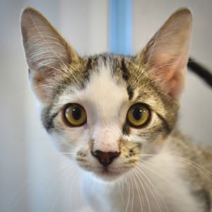 Brad Paisley, Baby Male Domestic Short Hair