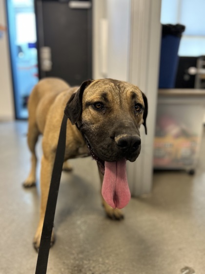 Mia, an adoptable Boerboel, Mixed Breed in Fresno, CA, 93706 | Photo Image 1