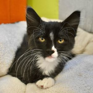 Flemish Giant, Baby Male Domestic Short Hair