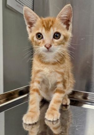 Ginger, Baby Male Domestic Short Hair
