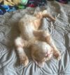 Ginger photo 2