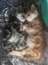 Ginger photo 3