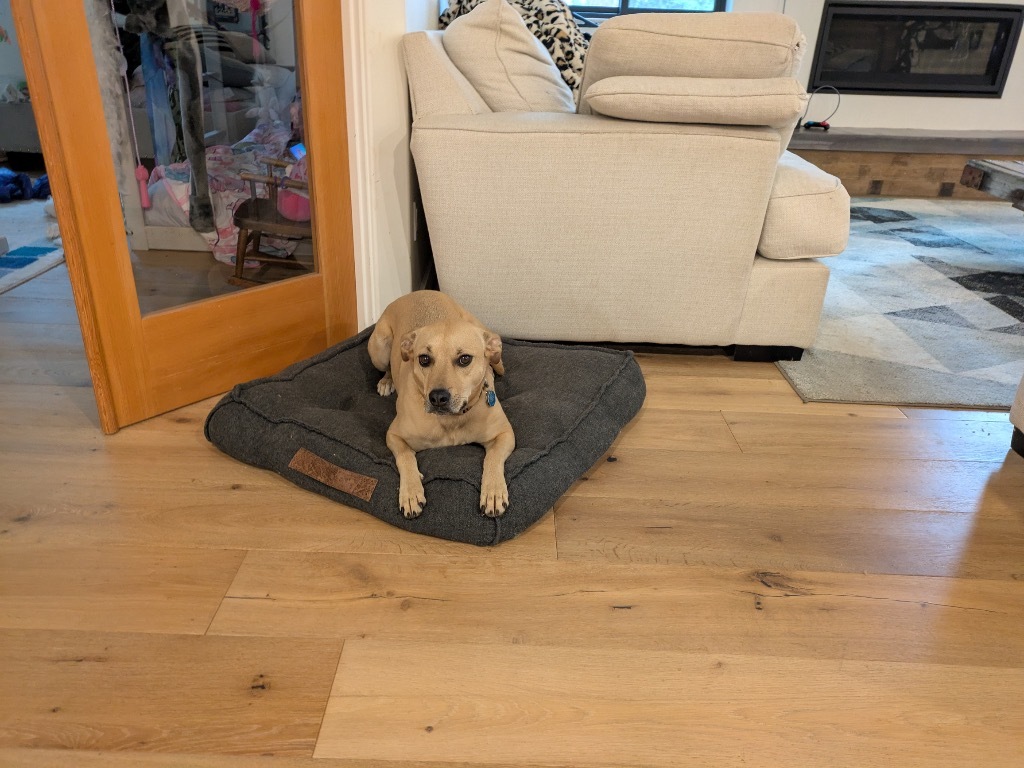 Tia