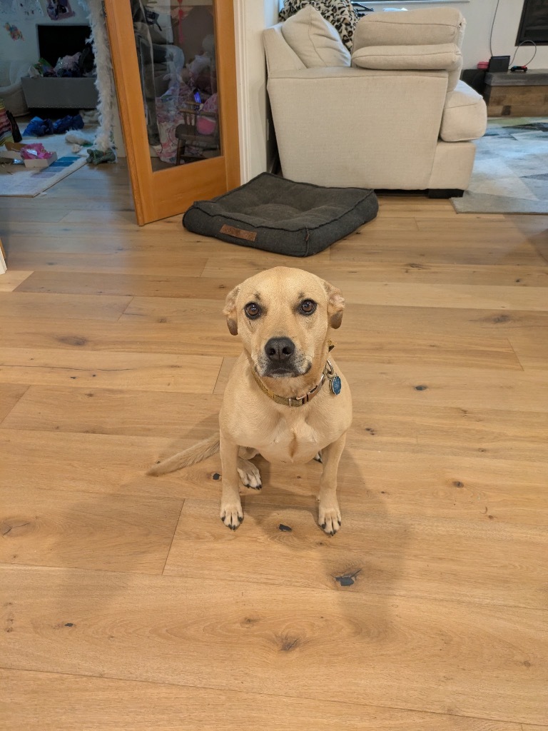 Tia