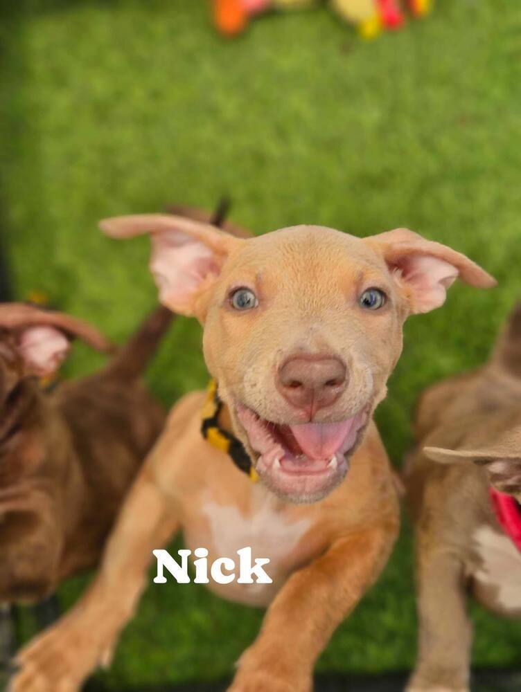Nick