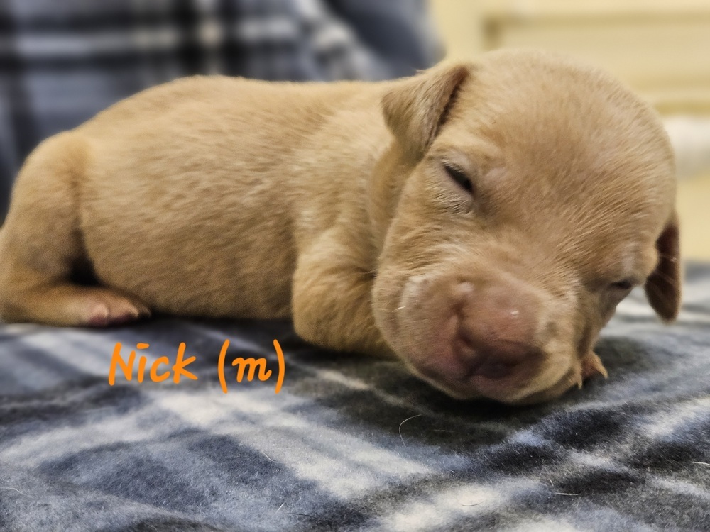Nick
