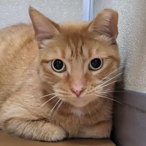 Cameron, Adult Male Domestic Short Hair