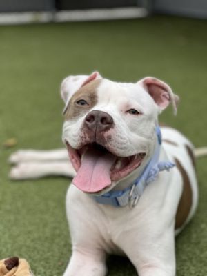 Cody, Adult Male Pit Bull Terrier