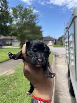 A638551, Baby Female German Shepherd Dog