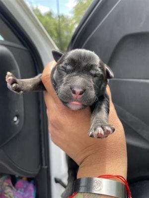 A638543, Baby Male German Shepherd Dog