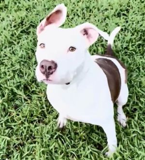 CHARLOTTE, Young Female Staffordshire Bull Terrier