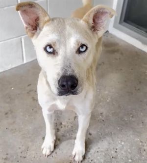 A638366, Adult Female German Shepherd Dog