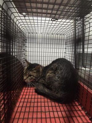 MOLLY, Adult Female Domestic Short Hair