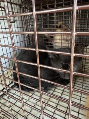 A638420, Baby Male Domestic Short Hair