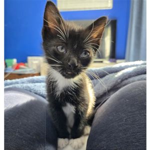 Mollie (Adopt with Miller) Domestic Short Hair Cat