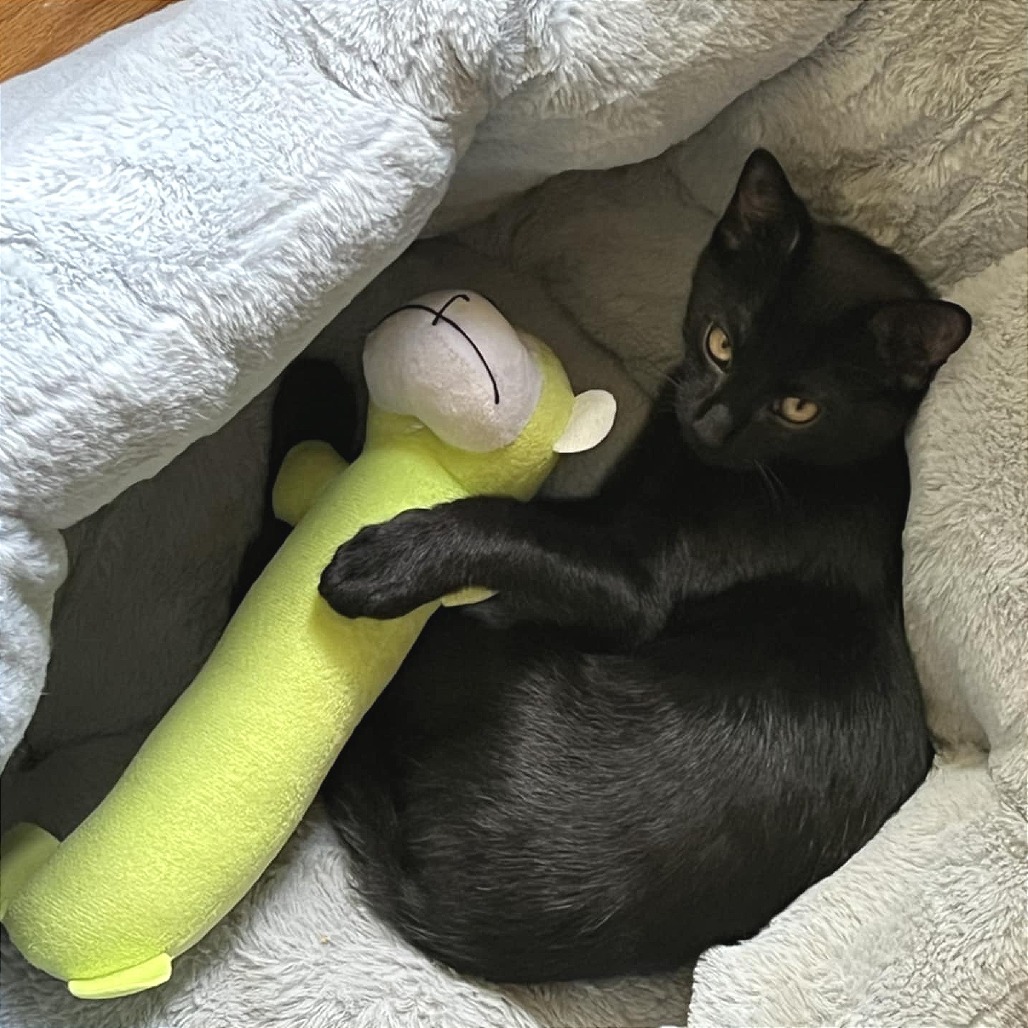 Kade (Adopt with Kassidy)