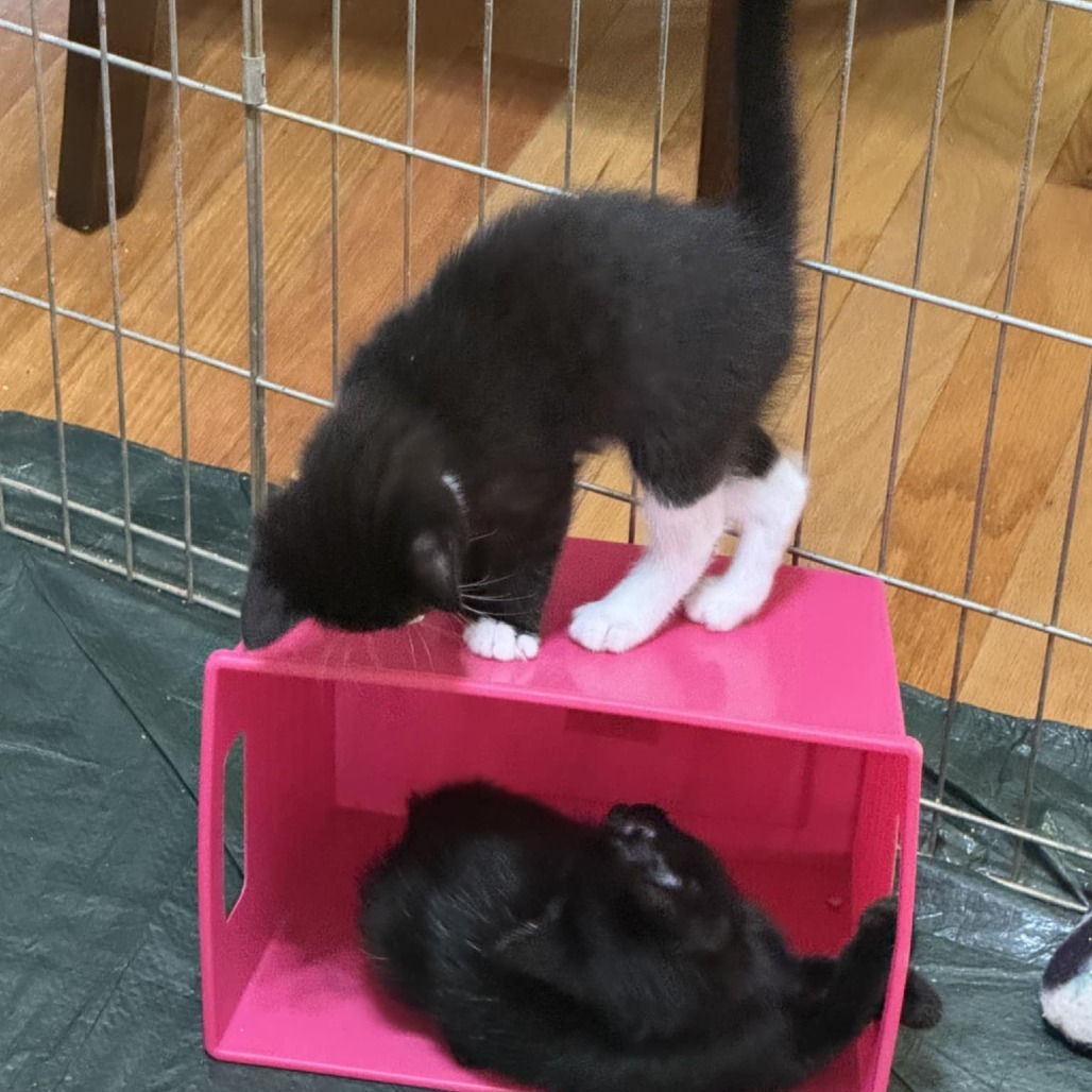 Kade (Adopt with Kassidy)