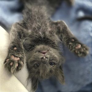 Miller (Adopt with Mollie) Domestic Long Hair Cat