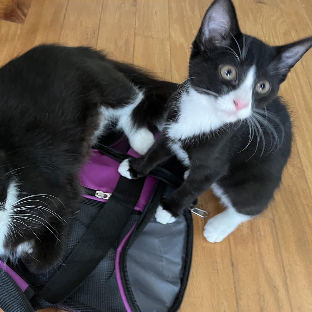 Kassidy (Adopt with Kade)