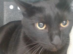 SUSHI, Adult Male Domestic Short Hair