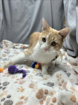 This animal was rescued by A Citizen Date animal was rescued 052925 Date animal was brought to t