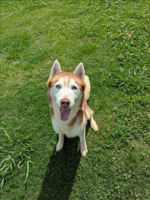 This animal was surrendered to the shelter by its previous owner Denali is neutered and microchippe