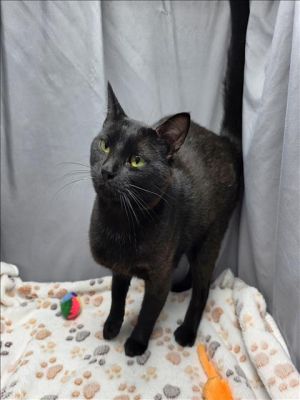 This animal was rescued by A Citizen Date animal was rescued 060225 Date animal was brought to t