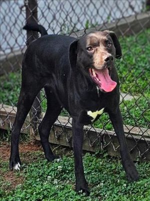 This animal was rescued by Animal Services Date animal was rescued 052325 Date animal was brough
