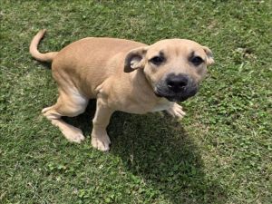 This animal was rescued by Law Enforcement Date animal was rescued 052825 Date animal was brough