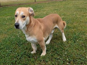 This animal was rescued by A Citizen Date animal was rescued 41825 Date animal was brought to th