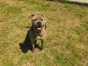 This animal was rescued by Animal Services Date animal was rescued 040525 Date animal was brough