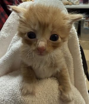 Lowry, Baby Male Domestic Short Hair