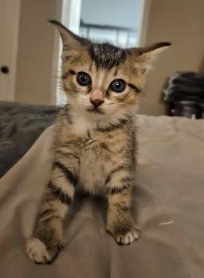 Elphaba