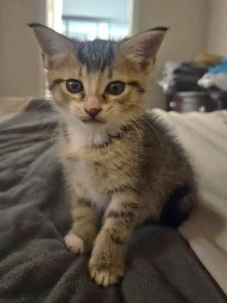 Elphaba