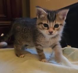 Elphaba