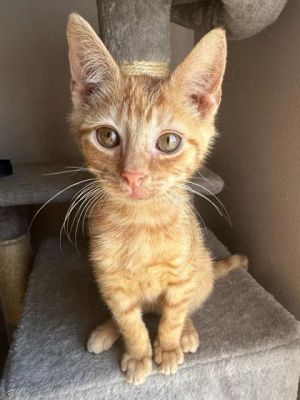 Honda, Baby Male Domestic Short Hair